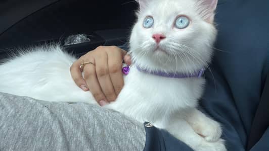 4 month fully Vacinated Persian cat