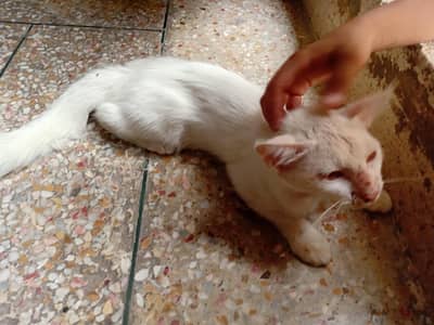 cat for sale