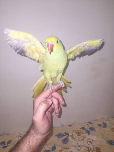 Green Ring neck