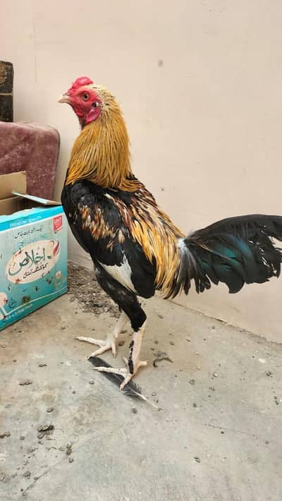 murgha for sale in karachi