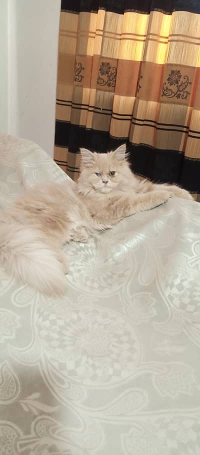 Pure Persian Cats for Sale – 2 Males & 2 Females