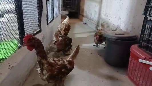 lohamn brown f1 quality egg laying female's available