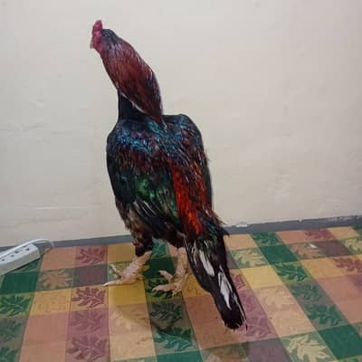 Aseel lakha murga