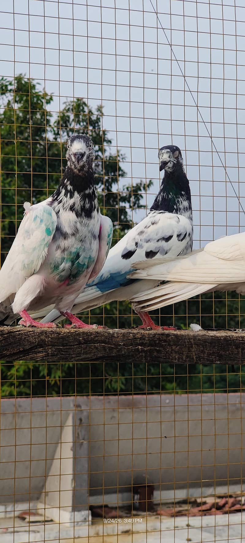 teddy pair breeder 1