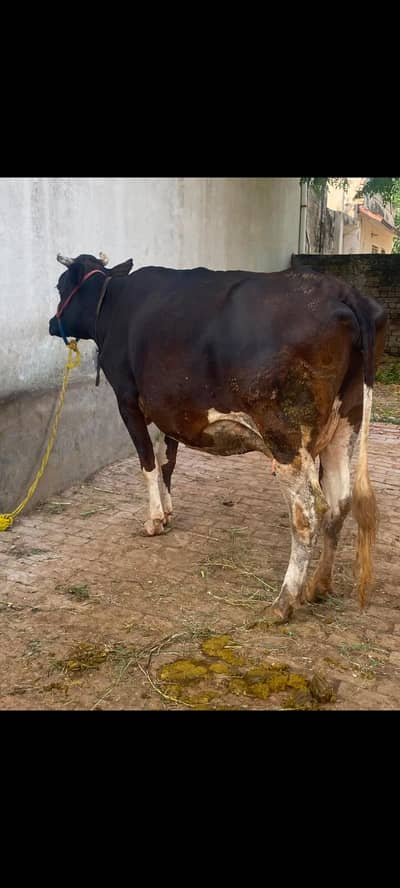 fresion cross cow for sale