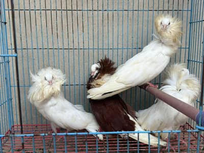jacobin pigeon 2 pair