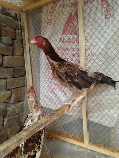 assel kurk murgi for sale