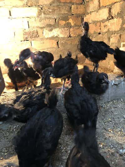 Astralop chicks for sale
