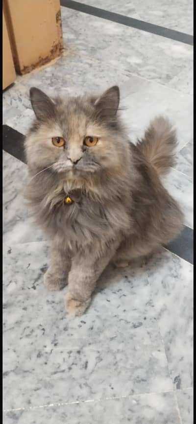 cats for sale