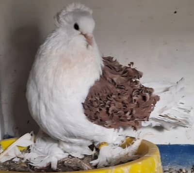 Red Saddle Frill Back Breeder Pair for sale