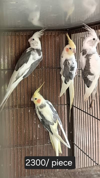 Eno and Lutino Pied Cocatiel & love bird
