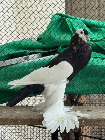 Reverswing Pouter | Magpie Pouter | Gubara | Pigeon | Kabutar | Fancy