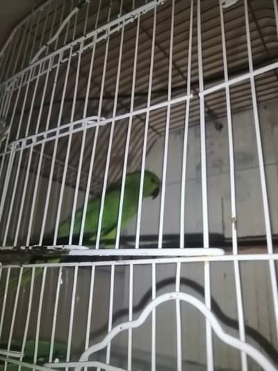 Green Parrot Healthy and active, Urgent Sale.