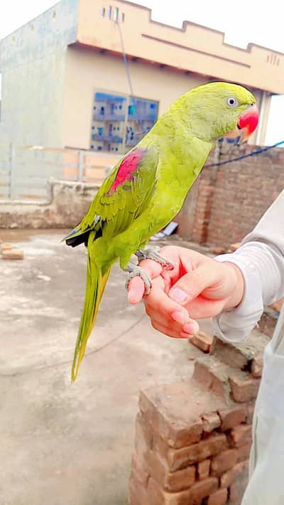 Raw parrot Hande tame male phata
