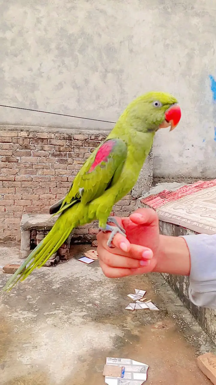 Raw parrot Hande tame male phata — photo 2