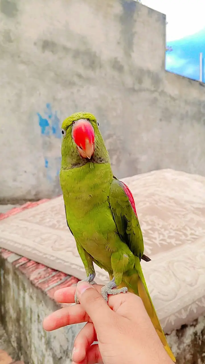 Raw parrot Hande tame male phata — photo 3