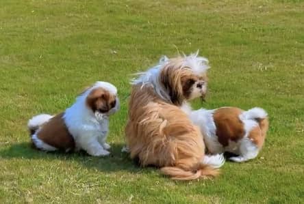 Shitzu breeder female - pedigreed