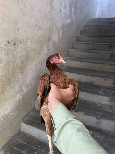 Aseel madi hai bhut achi hai