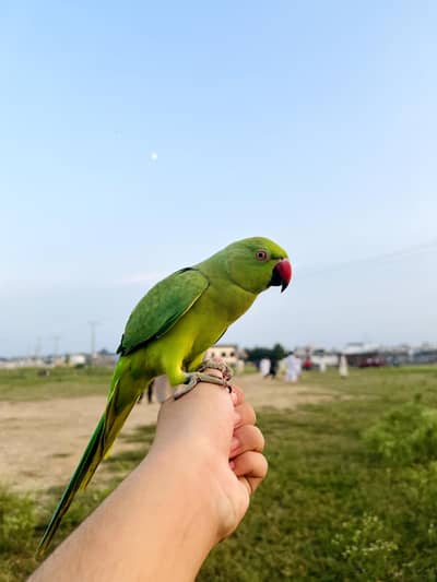 talking ring nack parrot