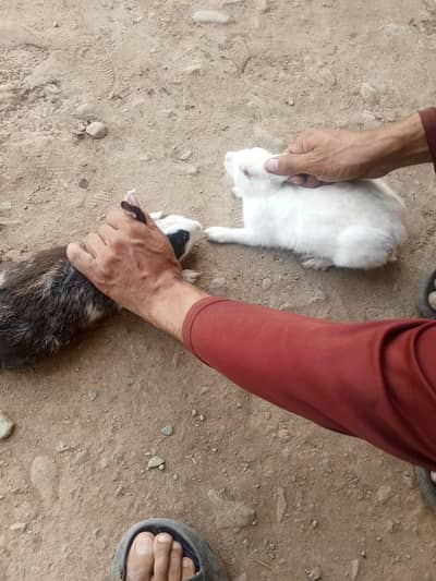Rabbits