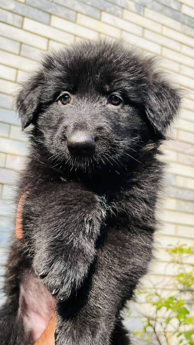 German Shepard male puppies for sale