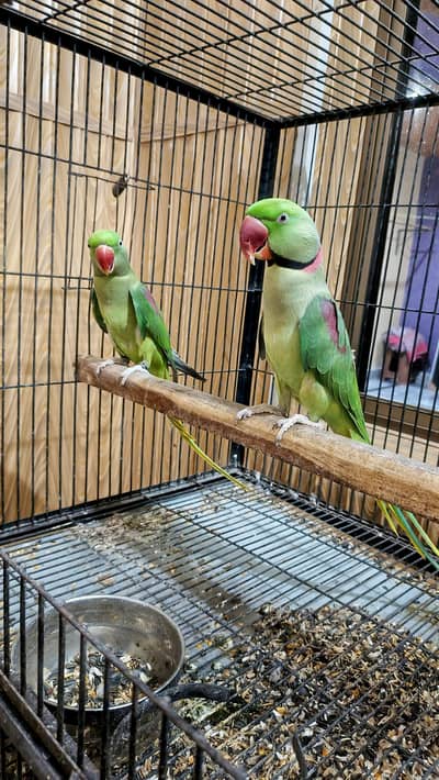 Raw Breeder pair for sale