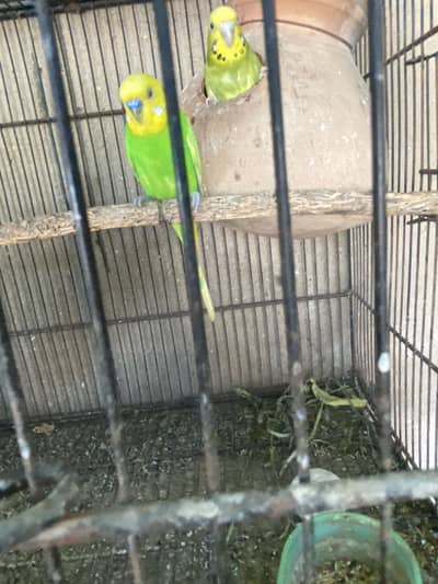 Australian budgies for sale
