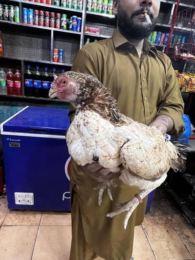 Jis bhai ko cheya ho rahbta Kara egg ke garanty ha