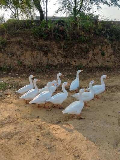 geese duck