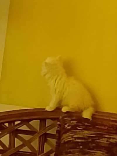 Persian kitten