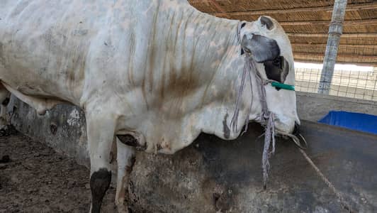 bachre for sale bhtreen for qurbani
