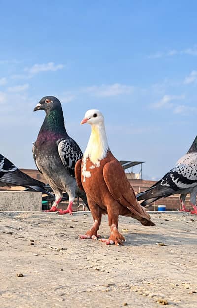 karbalai patha for sale location Multan wattsp number 03074889350