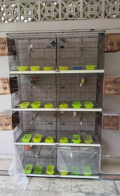 love birds and budgies