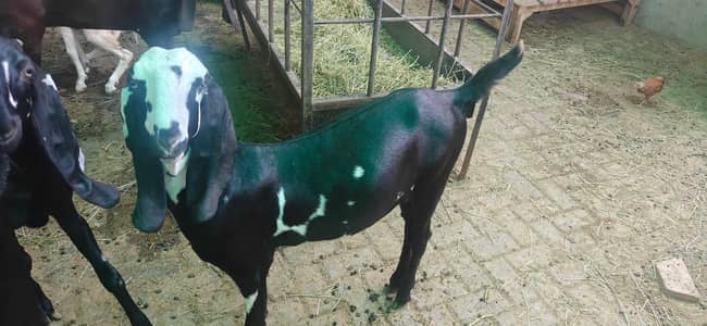 Beetal Path for sale