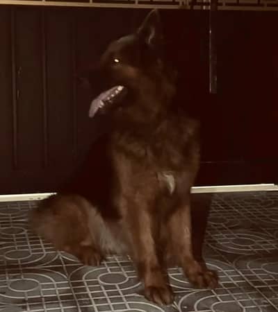 German shepherd Available for Sale