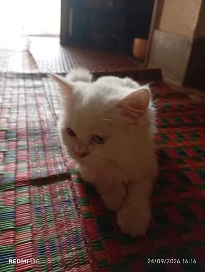 Persia kitten