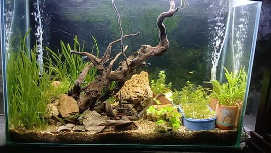 Live Planted Aquarium.