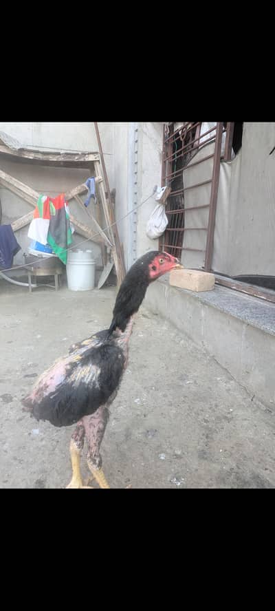 aseel patha home breed