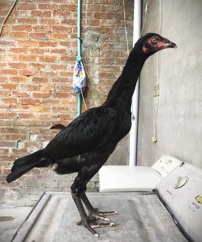 THAI ASEEL IMPORTED BLOODLINE 2 FEMALES AVAILABLE