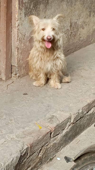 poodle dog