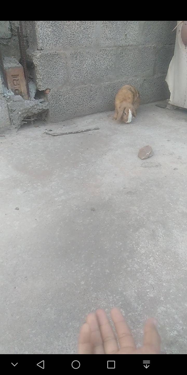 teedy bear and loop read carfuly 1