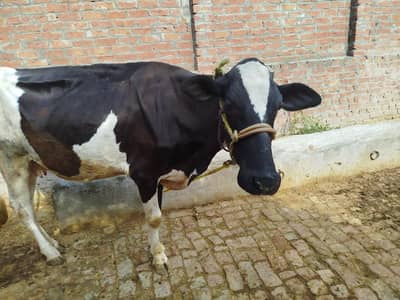 Holistan Fresian Cross Cow