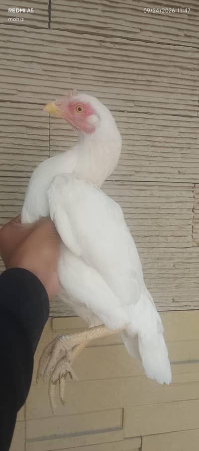 heeraa