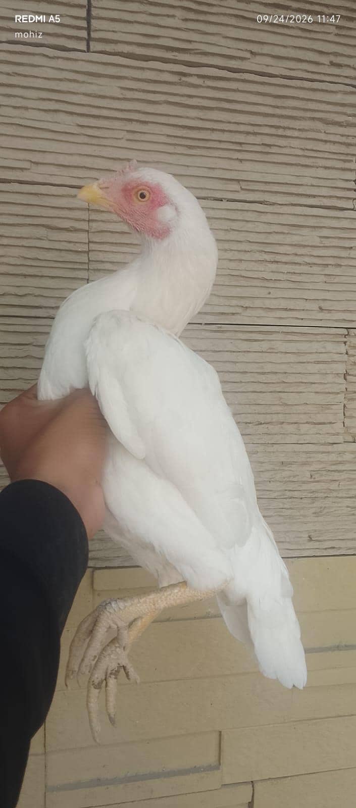 heeraa 0