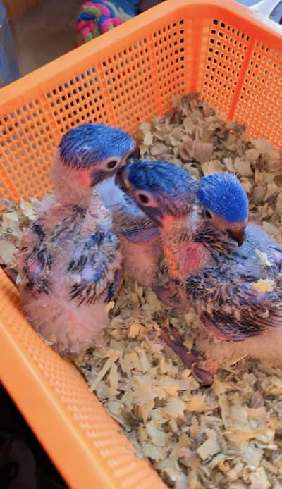 Red collar lory and dusky lory chicks