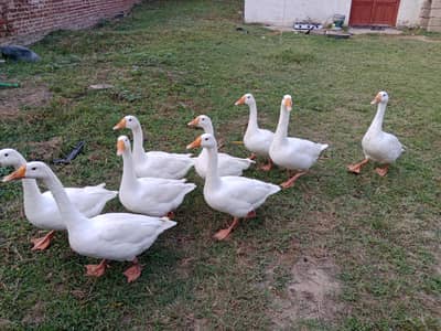 pair available for sale pair price 7000