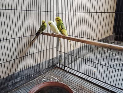 breeder pair budgies