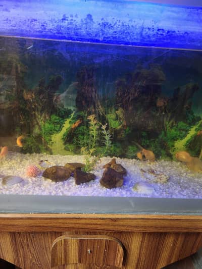 fish aquarium with 5 gold fish n food