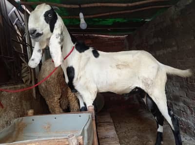beetal bakra or mundra chatra