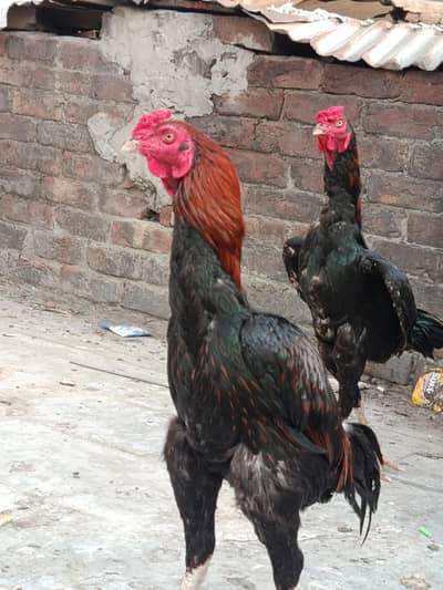 Thai/Aseel/Shamo Pathy for sale
